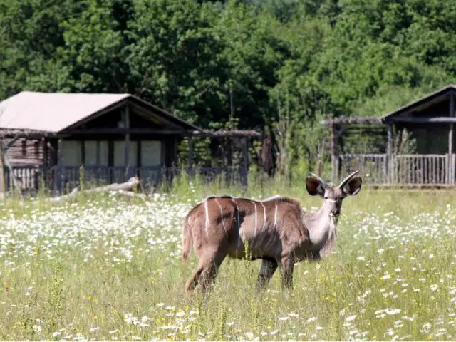 Un parc à thème unique en France - Les Lodges du PAL