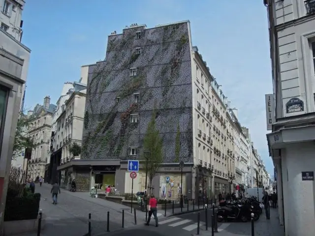 Vue sur le mur une semaine après la plantation - oasis aboukir