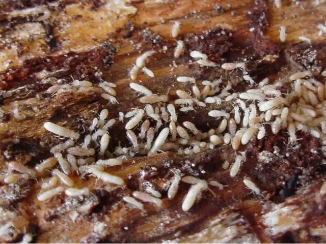 termites