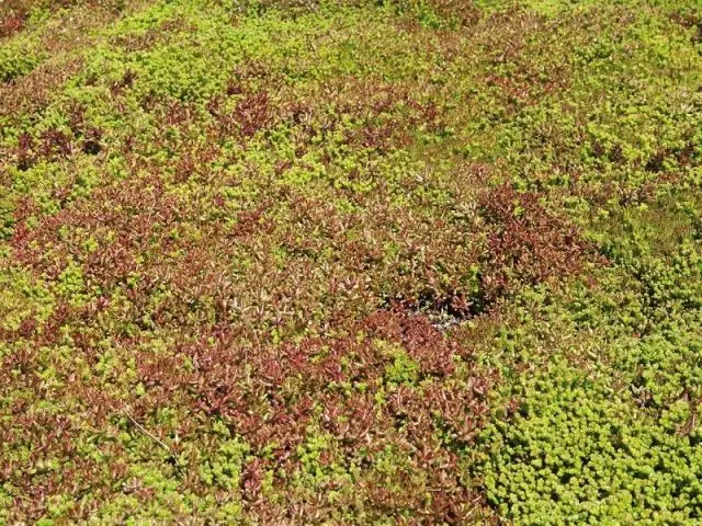 Plantes adaptées - Château de Beaufort