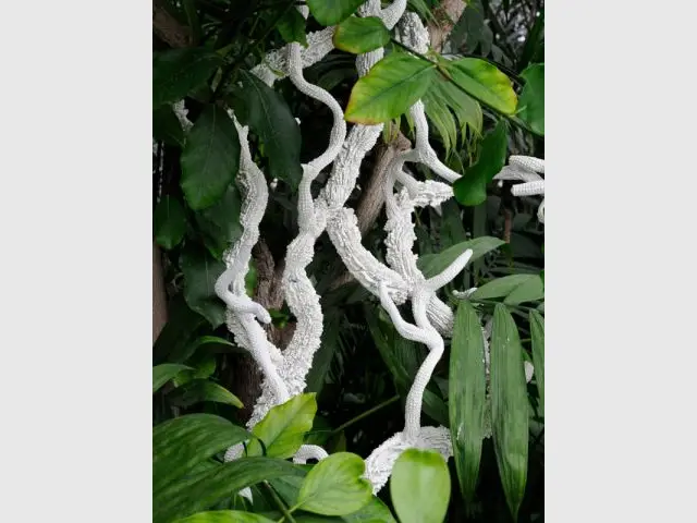 Une noce consommée - Exposition Jardin des Plantes - Noces végétales