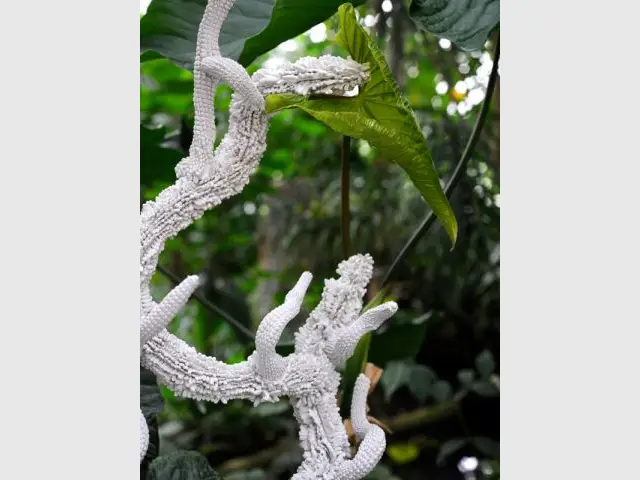 La fin de la frontière entre ciel et terre - Exposition Jardin des Plantes - Noces végétales