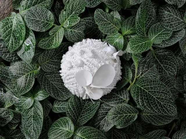 Un contraste saisissant - Exposition Jardin des Plantes - Noces végétales