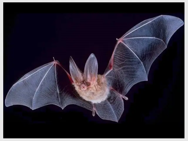 Chauve-souris