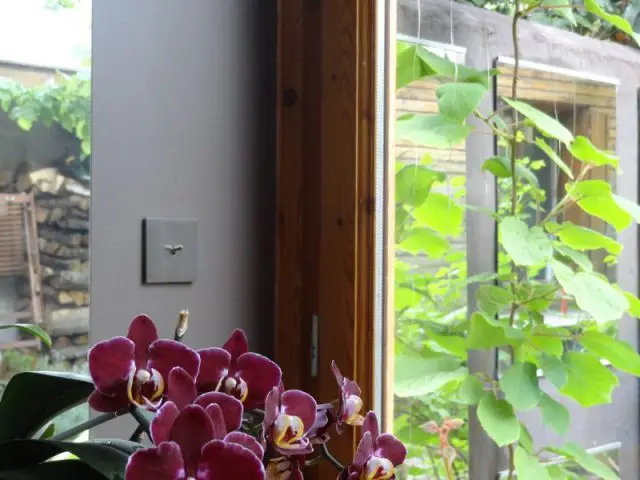 Des miroirs pour prolonger le jardin à l'intérieur - Rénovation bois - Projet Craponne