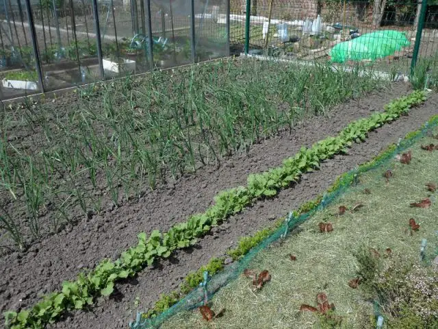 Maximin Bruneau : Un mini jardin économique - Lauréat -Jardiner Autrement