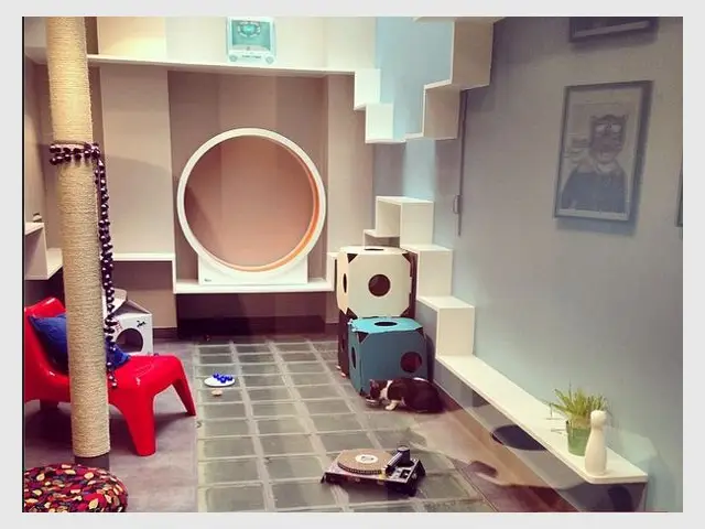 La Playroom : paradis pour chat - Un hôtel pour les chats