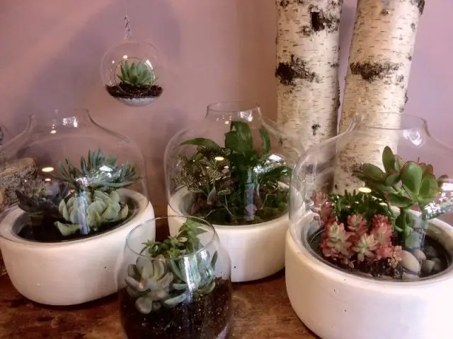 Terrariums