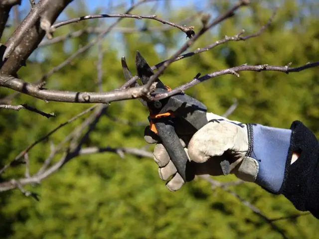 Tailler les arbustes pour éviter que les branches ne cassent sous le poids de la neige - Les bons réflexes face au gel