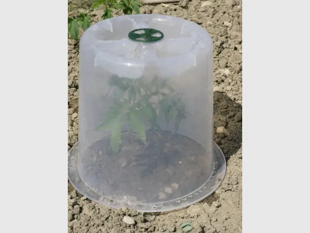 Recouvrir les plantes hivernales d'une cloche transparente pour profiter de leur floraison - Les bons réflexes face au gel