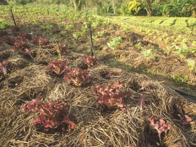 Relever la terre au pied des plantes pour les protéger du froid - Les bons réflexes face au gel