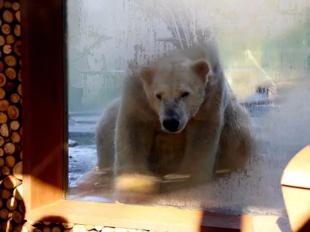 Un jardin pour communiquer avec les ours polaires - Arctic Lodge