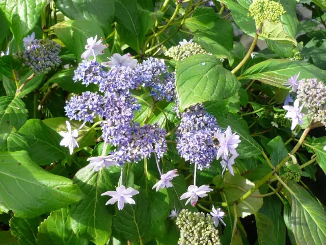 Fiche technique de la réalisation - Jardin stratifié 