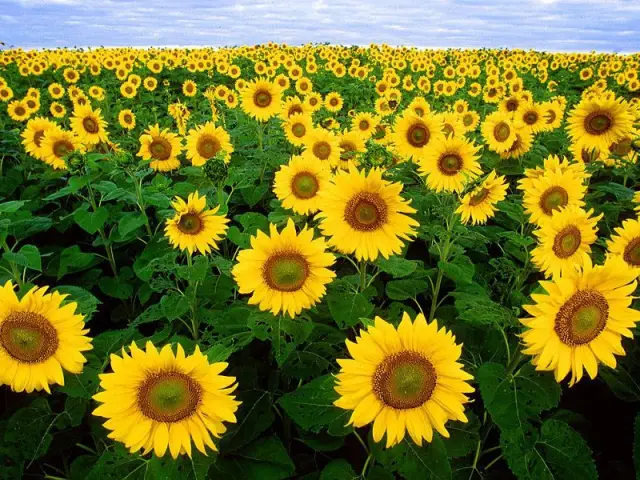 Tournesols