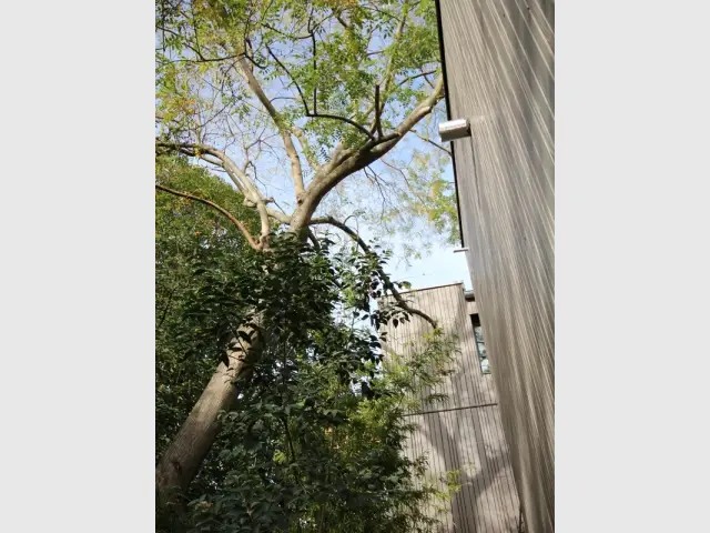 Habiter la tête dans les arbres - Une maison dans un mouchoir de poche