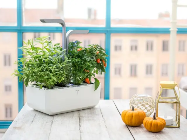 Le Potager Véritable, potager d'intérieur design