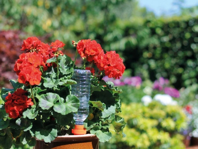 Prendre soin de ses plantes en vacances