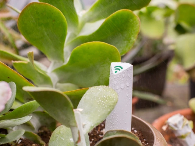 Un boîtier connecté pour surveiller l'hydration de la plante à distance - Prendre soin de ses plantes en vacances