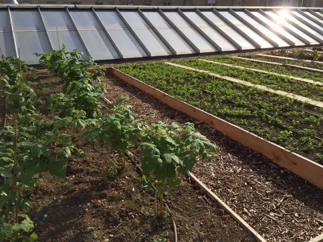 Potager sur le toit : beaucoup de travail mais pas de dégustation à l'arrivée - Potager du toit