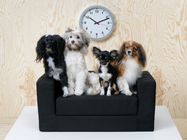 11 meilleures idées sur canapé chien