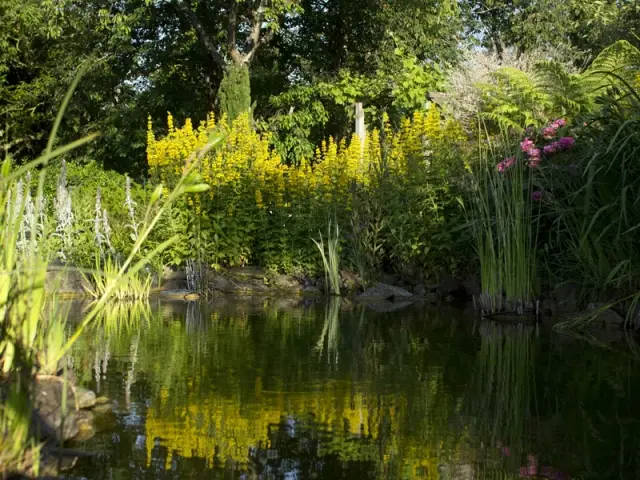 Un joli bassin agrémenté d'une petite cascade