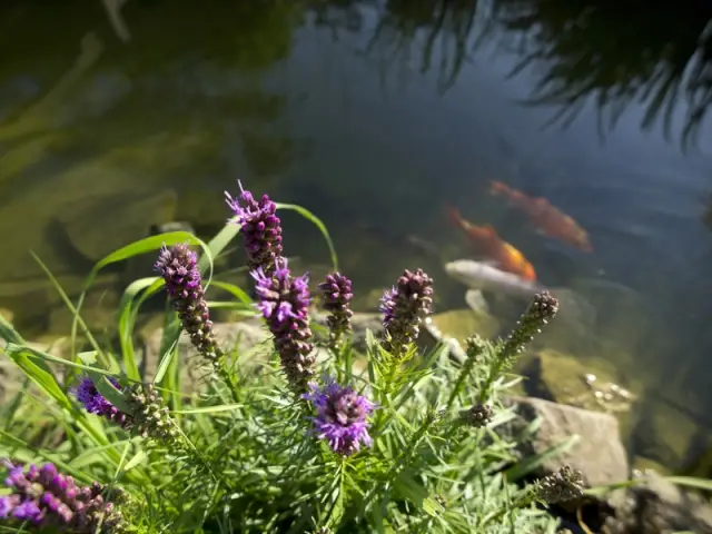 Des poissons aux couleurs vives pour égayer le bassin