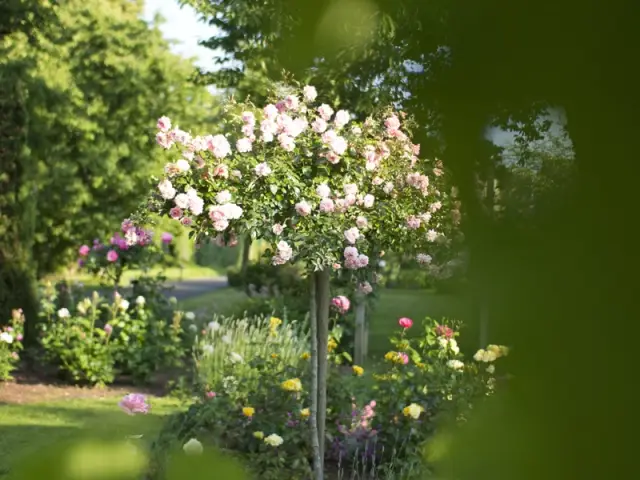 Une profusion de roses aux couleurs pastel et délicates