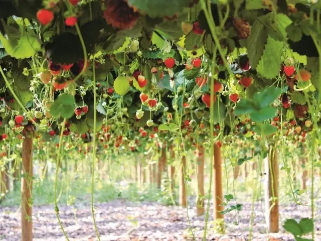 Réparer les sols pollués en les cultivant