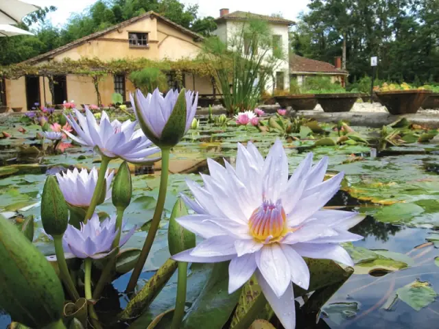 Jardin des nénuphars - Le Temple sur Lot