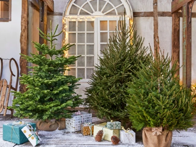 Il existe plusieurs espèces différentes de sapin de Noël naturel, chacun avec ses qualités... et ses défauts !