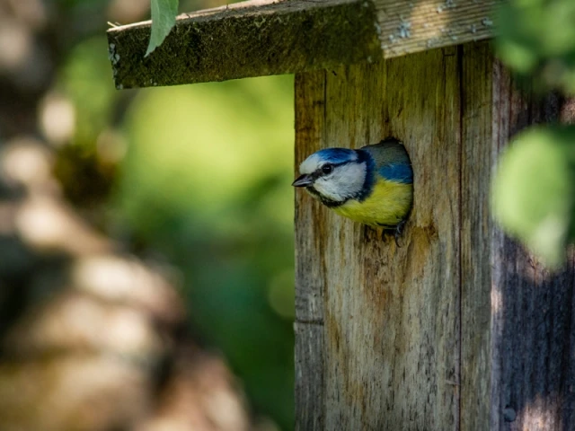 8 abris pour attirer les animaux au jardin