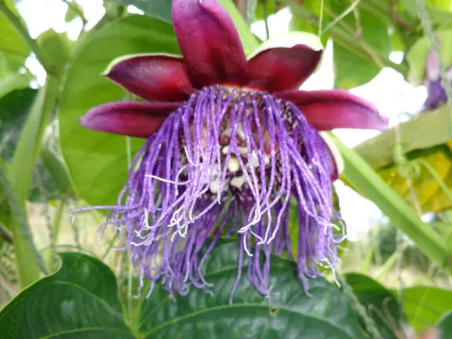 Jardin bio extraordinaire de Vieux Habitants 