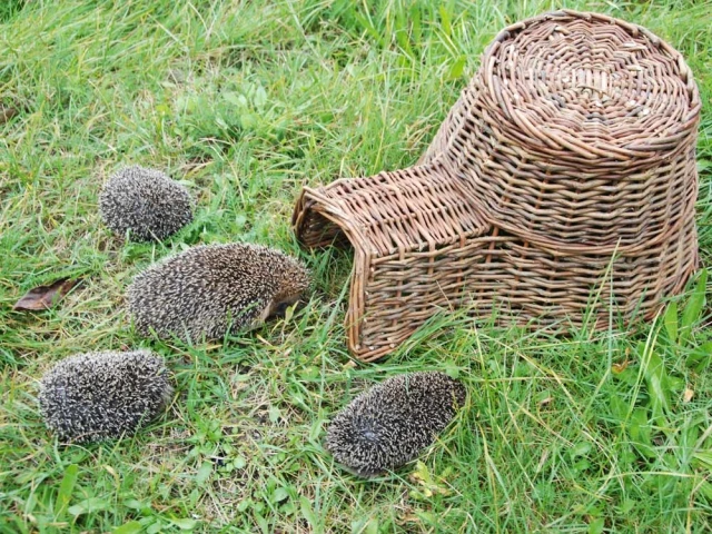 Une maison pour les hérissons