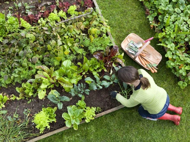 Que faire dans son jardin en mai ? 