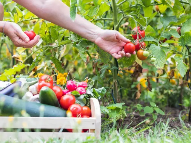 Que faire dans son jardin en juillet ? 