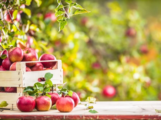 Que faire dans son jardin en septembre ? 