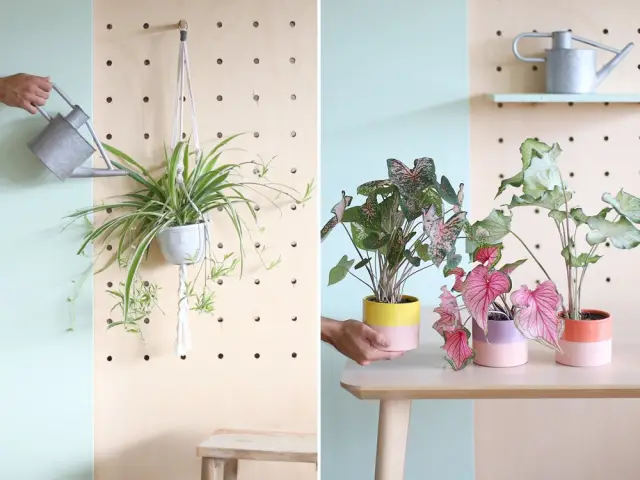 Un pegboard pour disposer ses plantes vertes