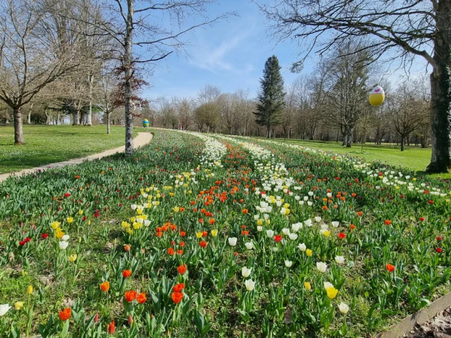 Les 500.000 bulbes ont été plantés à l'automne dernier