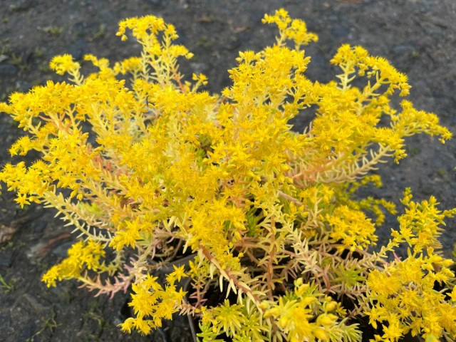 Les plantes couvre-sols, une alternative au gazon