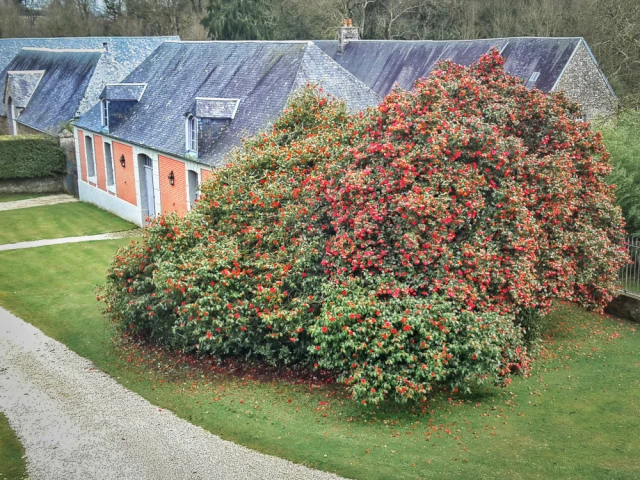 Le parc de Chantore ouvre exceptionnellement au mois de mars pour donner à voir ses camélias